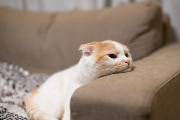 원인 불명의 고양이 신경·근육병증 다수 발생
