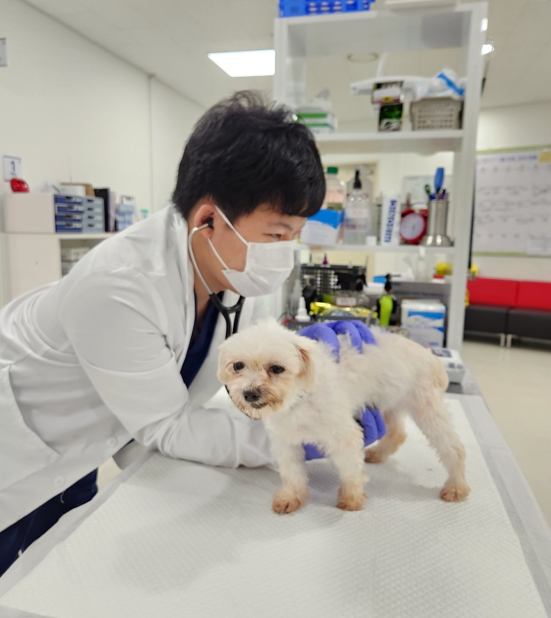 수의사가 동물진료 중이다 <경기도청 제공>