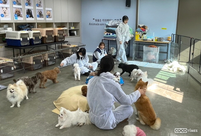 대웅펫이 ‘동물행동권 카라’에 유기견을 위한 펫 케어 제품을 기부하고 임직원 봉사활동을 진행했다. <대웅펫 제공>