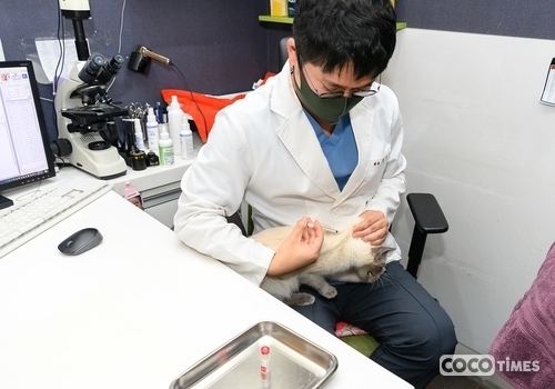 서울 양천구가 3개월령 이상 반려동물(개, 고양이)을 대상으로 '가을철 광견병 예방접종'을 지원한다. <양천구 제공>