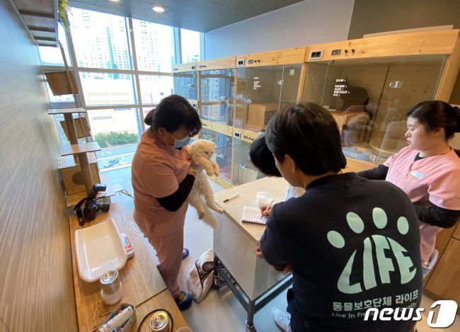 부산 해운대구 중동의 한 동물메디컬센터에서 구조된 고양이가 치료를 받고 있다. 부산 수영구의 한 2층 주택에 고양이 250여 마리가 철장에 갇힌 채 발견됐다.2020.2.17/뉴스1 © News1 여주연 기자