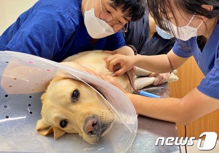 환견들을 위해 헌혈을 하고 있는 강아지(건국대 동물병원 제공) © 뉴스1