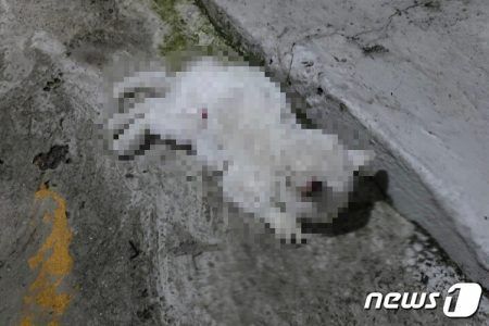 부산 영도구 한 골목에서 학대 받은 것으로 추정되는 고양이가 쓰러진 채 발견됐다.(독자 제공)© 뉴스1
