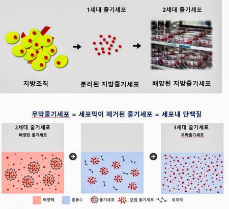 지방 조직에서 3세대 무막줄기세포 분리하는 과정. ⓒ이상엽/티스템