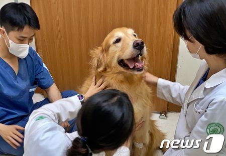 환견들을 위해 헌혈한 강아지들(건국대 동물병원 제공) © 뉴스1