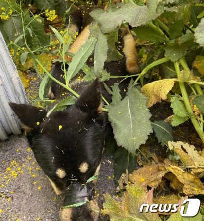 지난 13일 제주시 한림읍의 한 유기견 보호쉼터 인근에서 발이 묶인채 발견된 '주홍이'(SNS 갈무리) 2022.4.14/뉴스1© News1