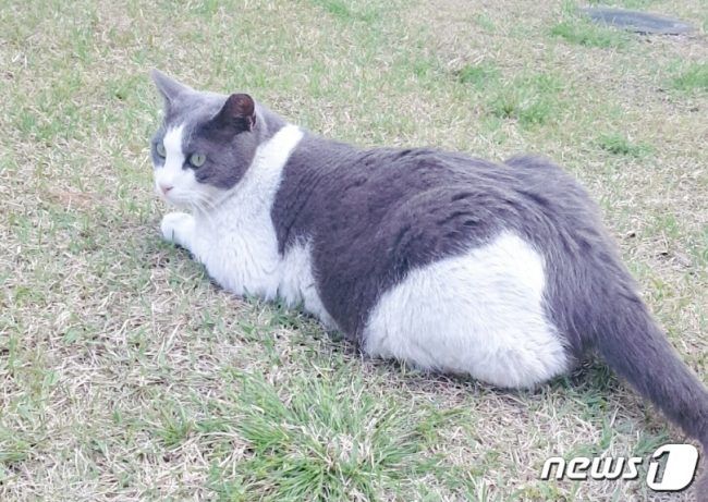 청와대 춘추관에 터를 잡은 길고양이 '흑임자' © 뉴스1 박혜연 기자