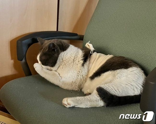 슴에 붕대를 감고 그루밍을 하고 있는 '임자'의 모습 (춘추관 제공) © 뉴스1