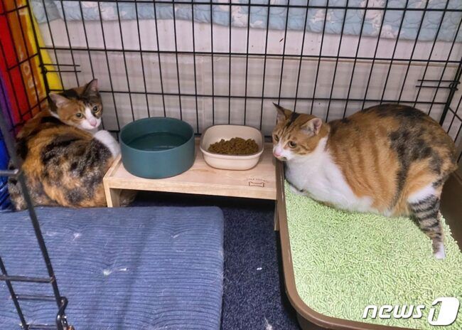 서울의 한 보호소 앞에 버려진 고양이들(나비야사랑해 제공) © 뉴스1