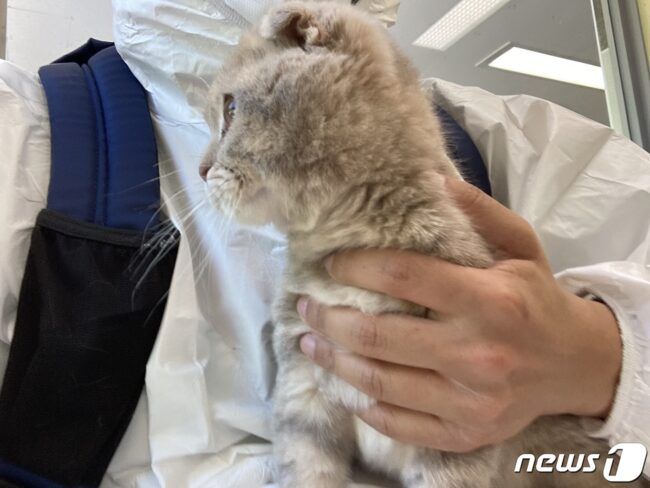 전쟁이 난 우크라이나에서 장모씨와 함께 탈출해 국내 입국한 고양이. 검역증이 없어서 9일 국립인천공항검역소에 계류 중이다.(장씨 제공) © 뉴스1