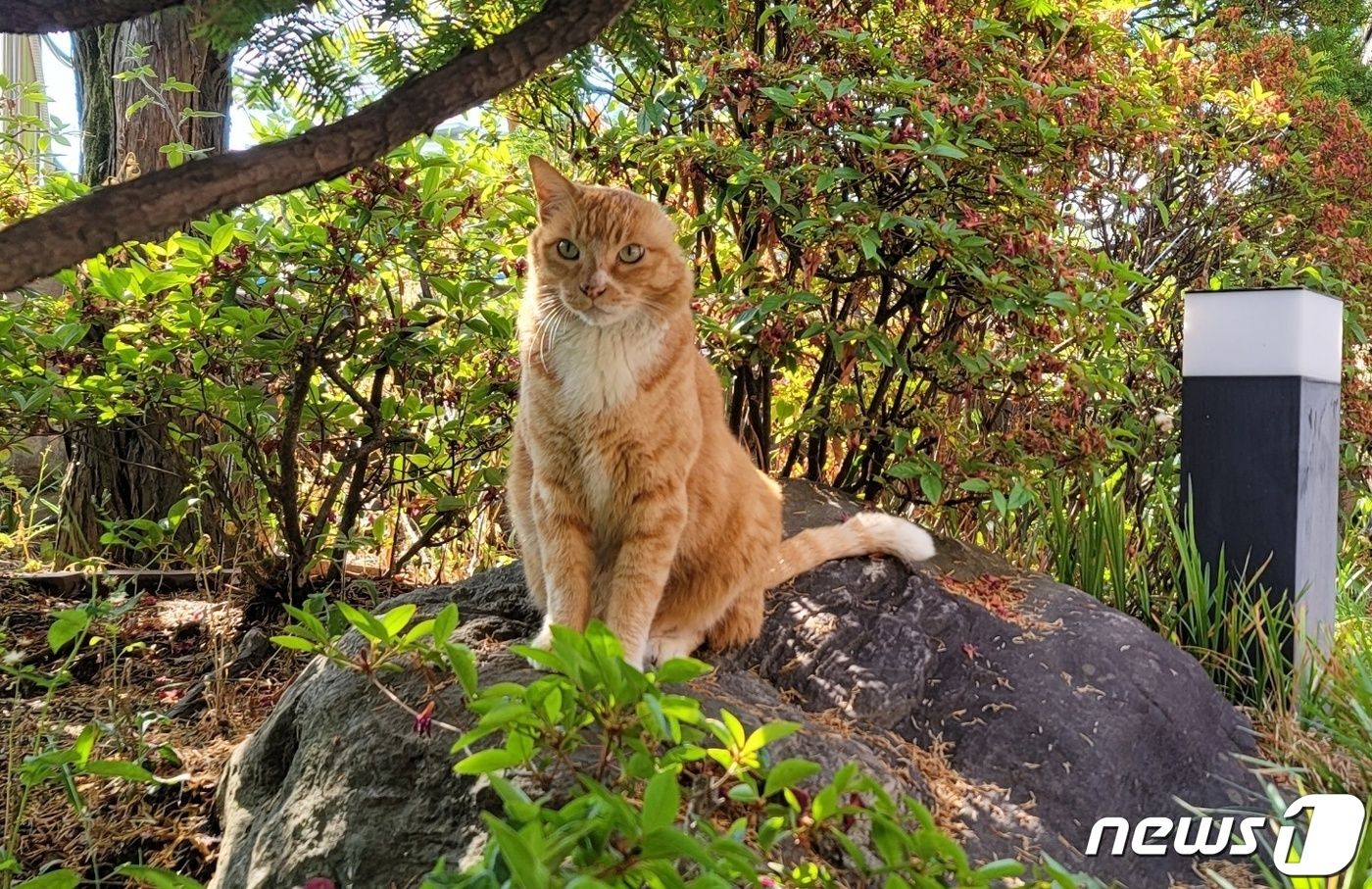 서울의 한 사무실에서 키우고 있는 길고양이(독자 제공) © 뉴스1