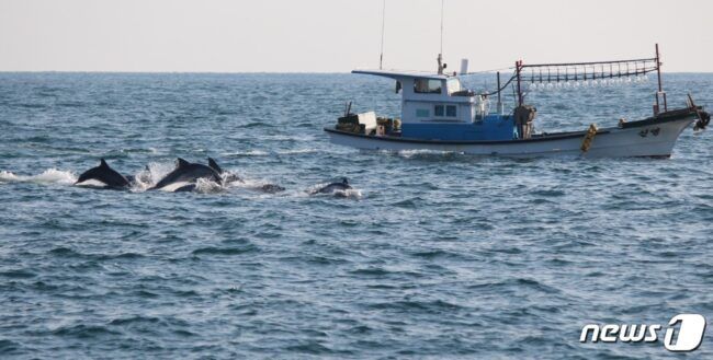 제주 서귀포시 대정읍 앞바다에서 발견된 남방큰돌고래들.(사진 핫핑크돌핀스 제공)© News1