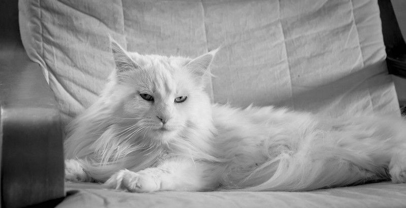 <출처 : by Florian Rückershäuser,flickr(All Rights Reserved) //www.flickr.com/photos/142157898@N08/27495300963>