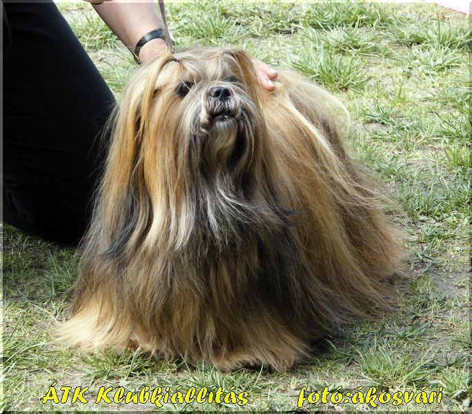 <출처 : by Judit Harkai,flickr(All Rights Reserved) //www.flickr.com/photos/tibetandogs/3633910110>