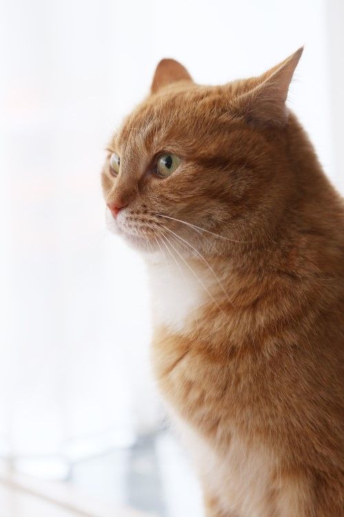 COCOTimes 고양이 담관염