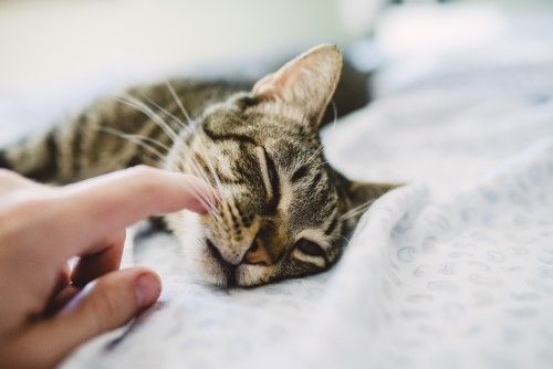 COCOTimes