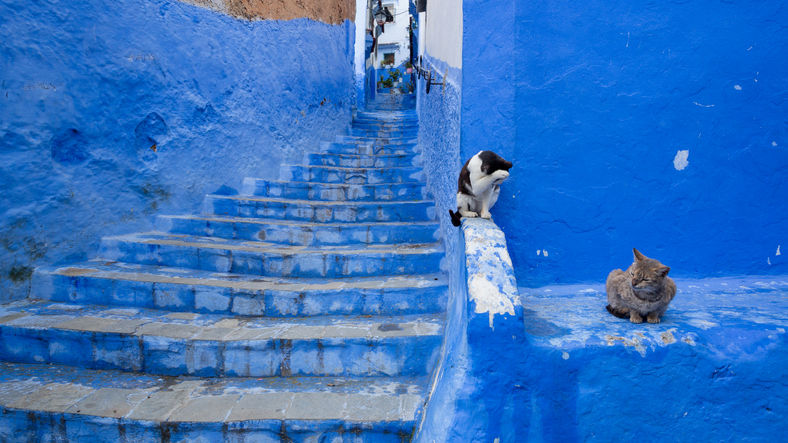 Chefchaouen, Morocco - April 2018: Stray cat spending time at the streets of Chefchaouen, Morocco