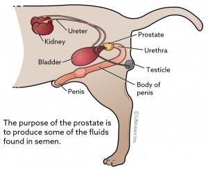 전립선(prostate)의 위치 전립선의 위치 (전립선 종양)