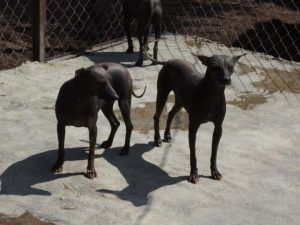 '멕시코산 털 없는 개'로 유명한 숄로이츠퀸틀(Xoloitzcuintli) 사진 출처: Pixnio