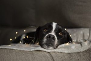 COCOTimes COCOTimes