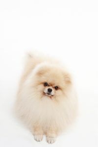 포메라니안. 출처 클립아트코리아