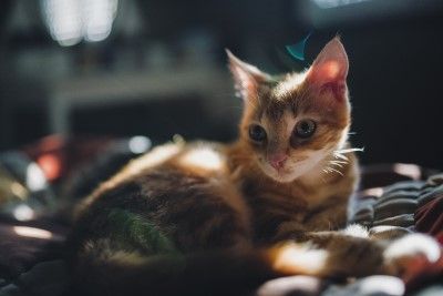 COCOTimes COCOTimes
