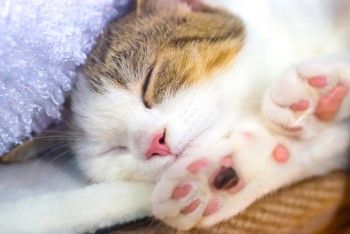 COCOTimes