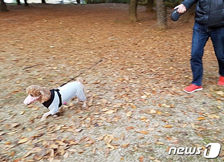 애견 미세먼지(황사) 마스크를 하고 산책 중인 강아지. 사진 디어도그 제공. © News1