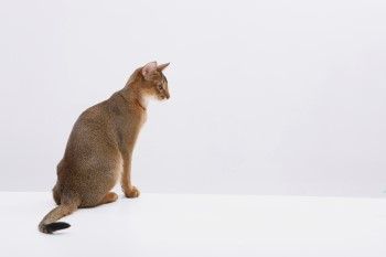 출처 클립아트코리아 COCOTimes