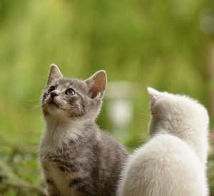 고양이 백혈병 바이러스