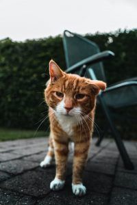 고양이 치매