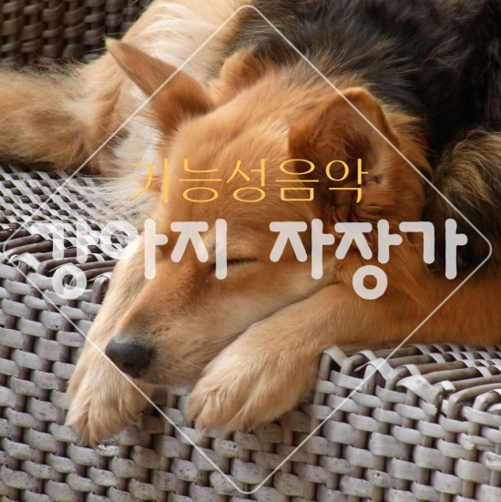출처 ’펫 뮤직 박스’(Pet Music Box)