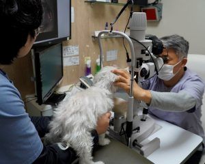 아시아수의안과전문의 정만복 박사가 백내장이 의심되는 강아지 눈을 진찰하고 있다. 사진=송창호 PD.