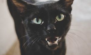 출처 Unsplash 고양이 눈곱