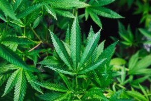 출처 Ayush Herbs