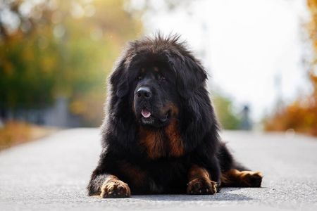 ‘티베트 마스티프’(Tibetan Mastiffs)