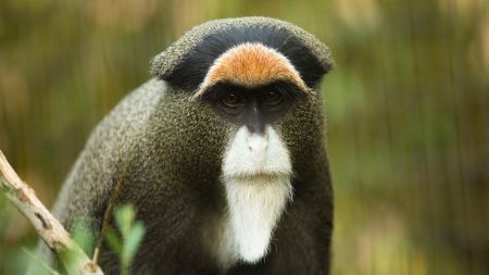 브라자원숭이(De Brazza’s monkey)
