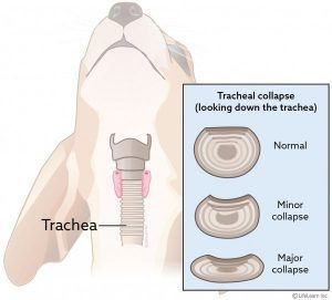 출처 VCA Hospitals