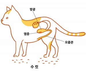 출처 로얄동물메디컬센터