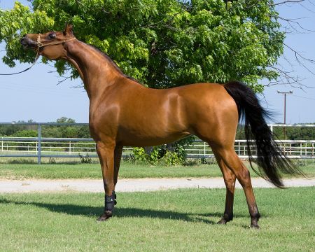 아라비아말(Arabian horse)