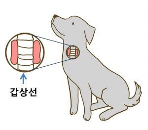 출처 로얄동물메디컬센터