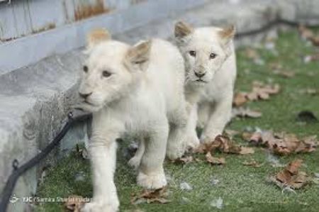 흰 사자 새끼(White Lion Cubs)