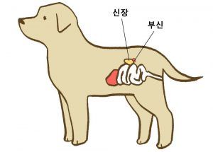 출처 로얄동물메디컬센터