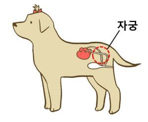 출처 로얄동물메디컬센터 생식기 분비물