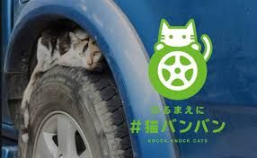 ‘네코반반’ (猫バンバン’)은 우리말로 하면 ‘고양이 똑똑’