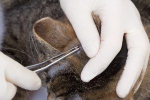 예방을 위해서는 우선 반려동물과 산책을 할 때 진드기가 있는 수풀 등은 피하고, 정기적으로 진드기 등에 대한 외부기생충 구제를 실시한다.