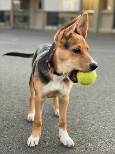 출처 Unsplash 아스팔트 위의 강아지