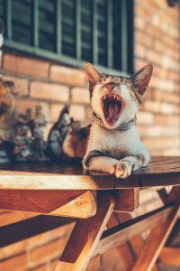 출처 Unsplash 고양이 치주 질환