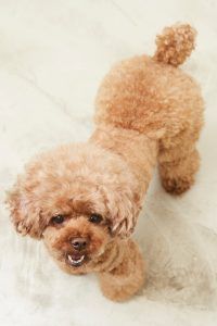 출처 클립아트코리아 강아지 배뇨 습관