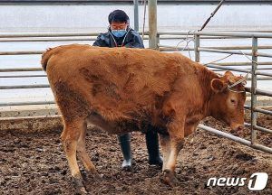 이한경 수의사가 어미소를 진료하고 있다. 출처 뉴스원